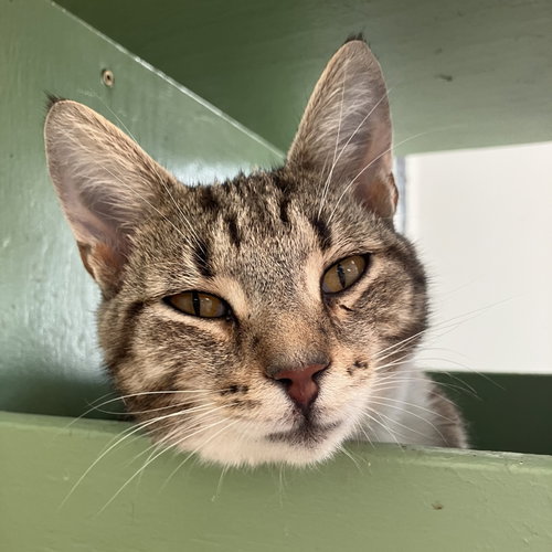 JAG - Domestic Short Hair / Tabby available for adoption