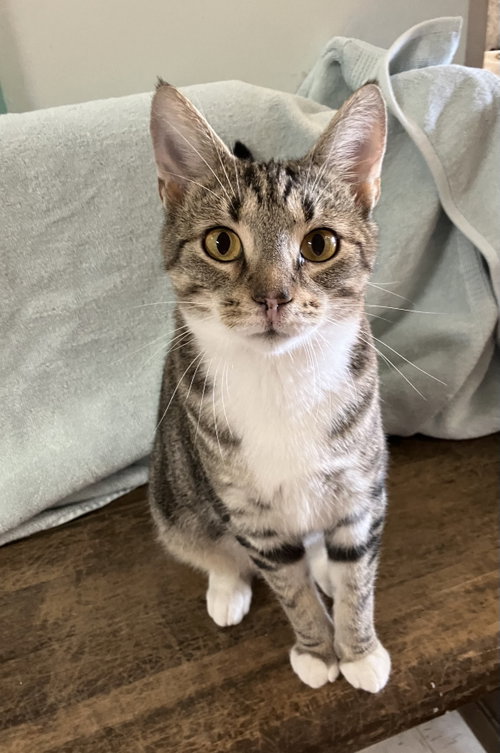 JAG - Domestic Short Hair / Tabby available for adoption