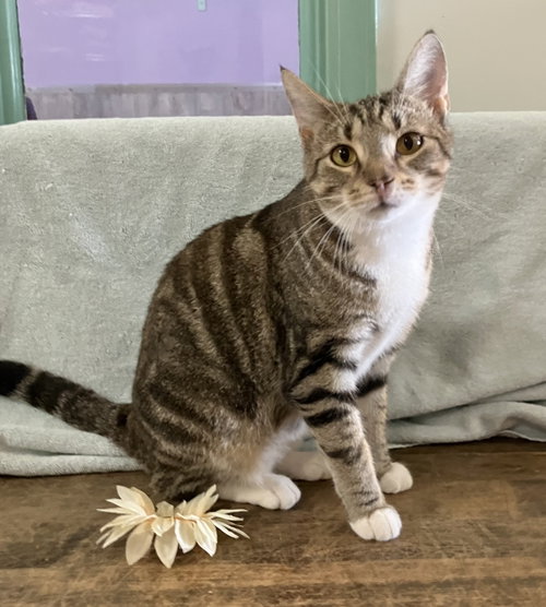 JAG - Domestic Short Hair / Tabby available for adoption