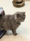Cotton Fluff - Photo 2