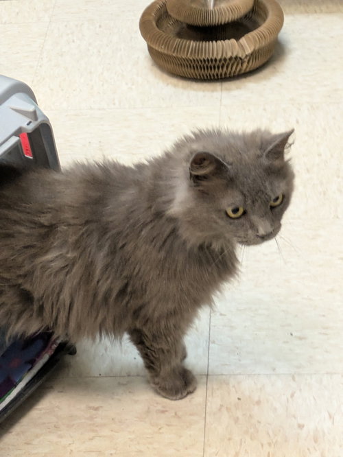 COTTON FLUFF - Domestic Long Hair available for adoption