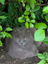Cotton Fluff - Photo 3