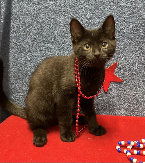SUSHI - Domestic Short Hair available for adoption