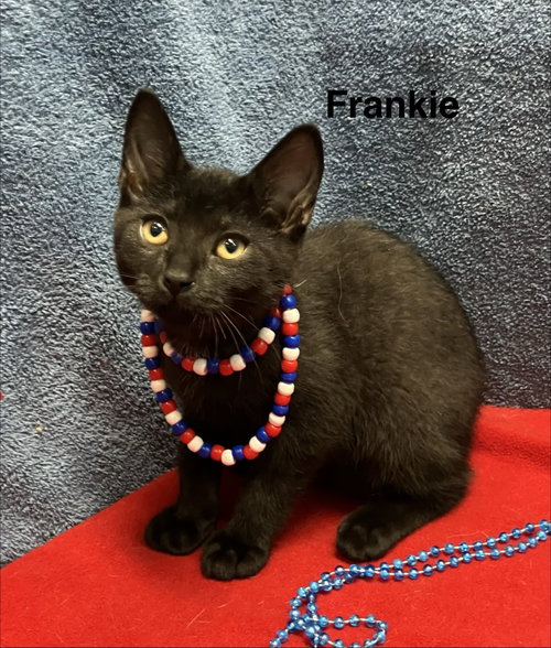 FRANKIE - Domestic Short Hair available for adoption