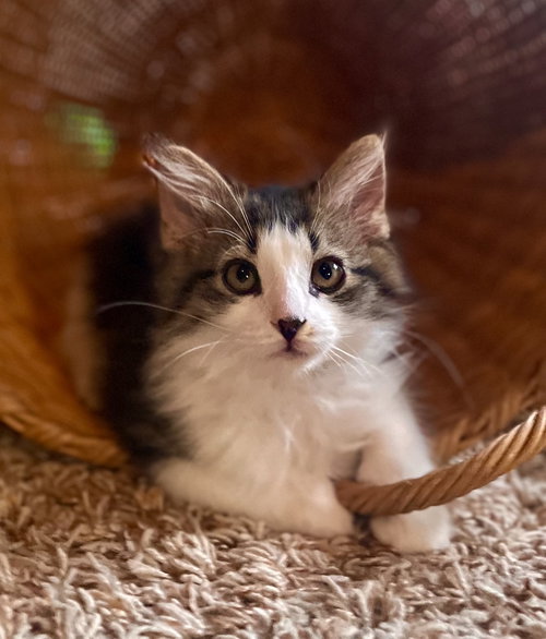 Loki