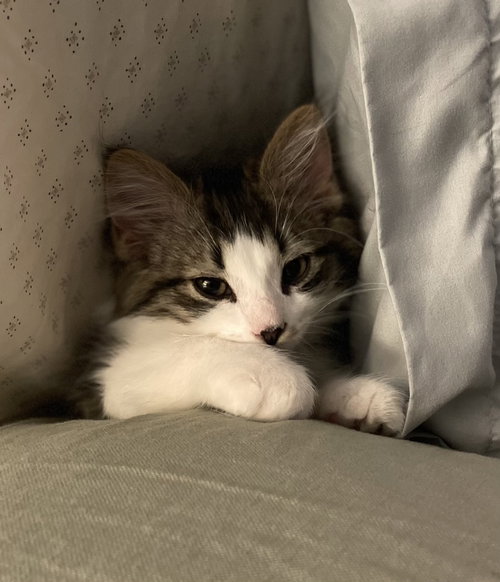 LOKI - Domestic Medium Hair available for adoption
