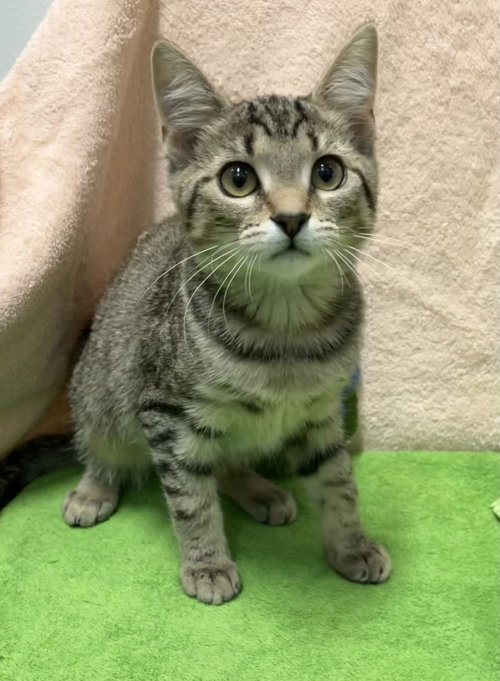 MANDY - Domestic Short Hair available for adoption