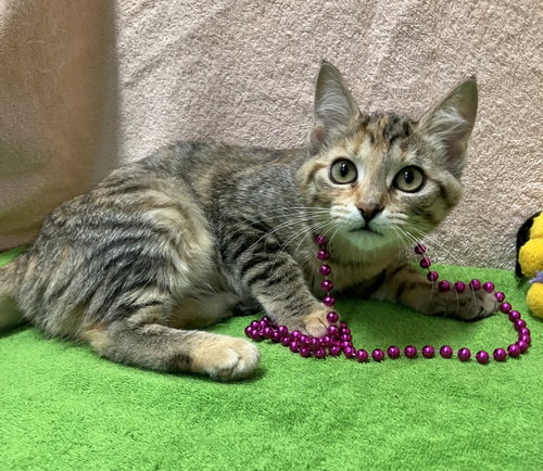 MALLORY - Domestic Short Hair / Torbie available for adoption