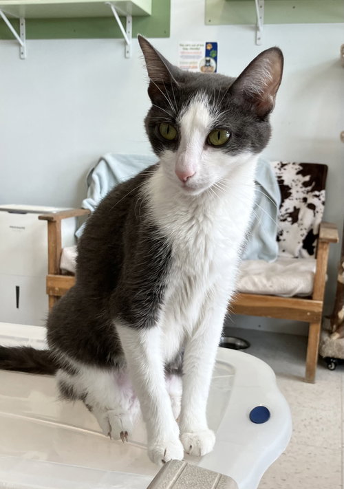 LAVINIA - Domestic Short Hair available for adoption