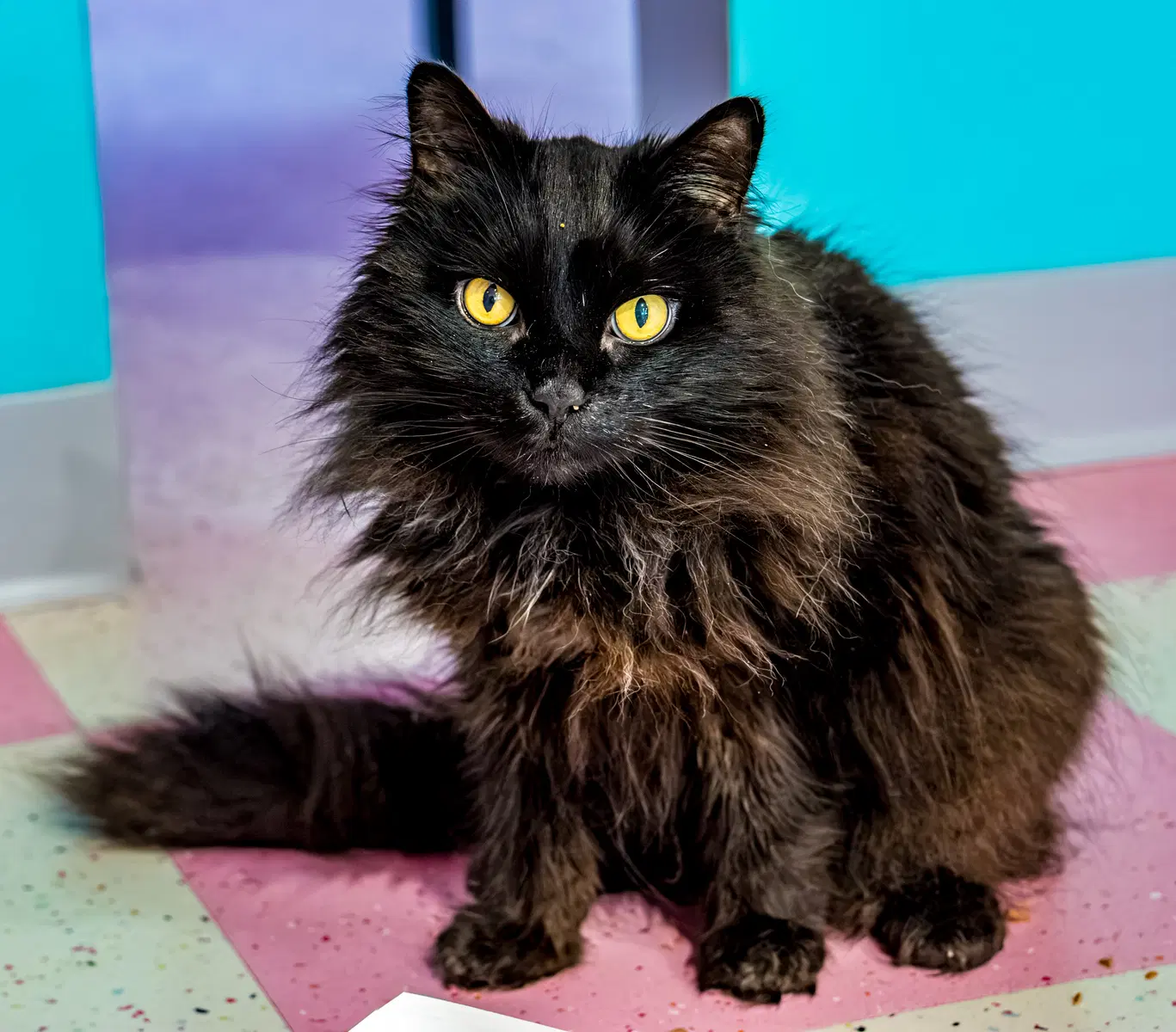 Dipper Bonded To Celeste - Kbc - Domestic Medium Hair