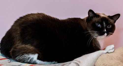 Photo 2 of Celeste (bonded to Dipper) - KBC