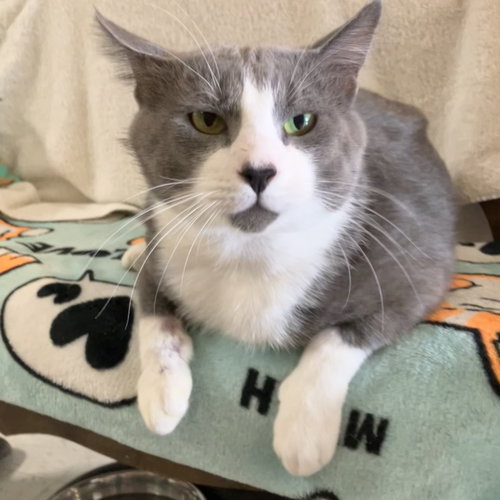 JC - Domestic Short Hair available for adoption