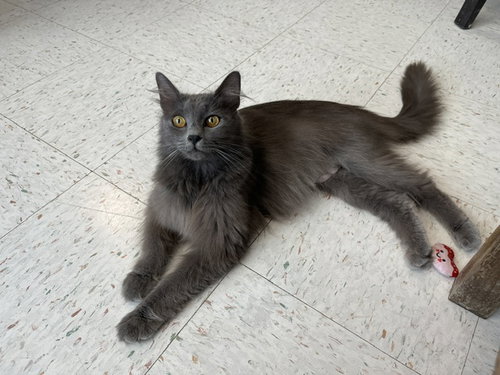 SUNSHINE - Domestic Long Hair available for adoption