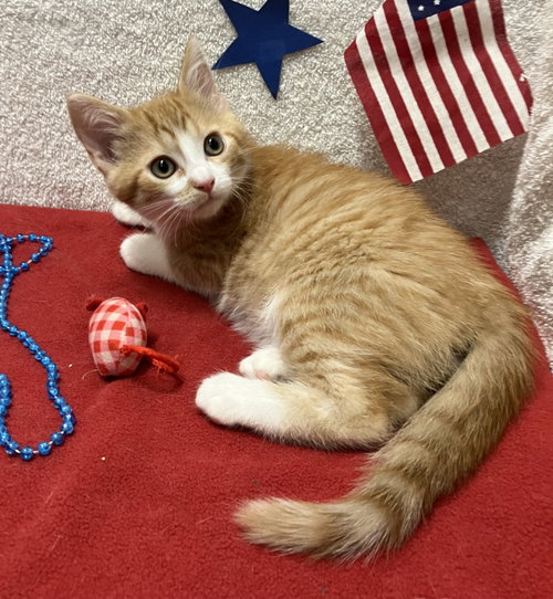 JEB - Domestic Short Hair available for adoption