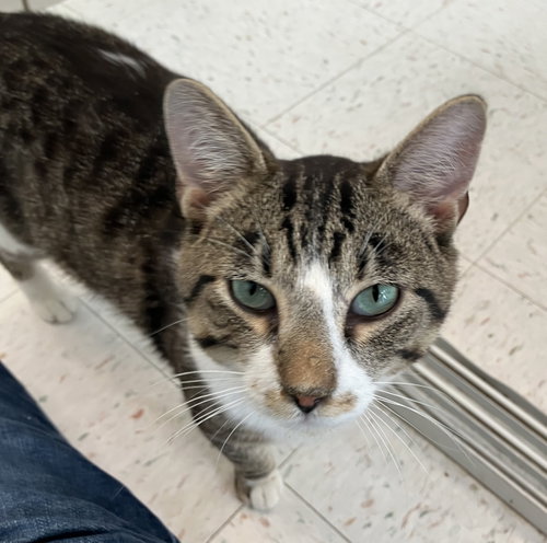 ALFONSO - Domestic Short Hair / Tabby available for adoption