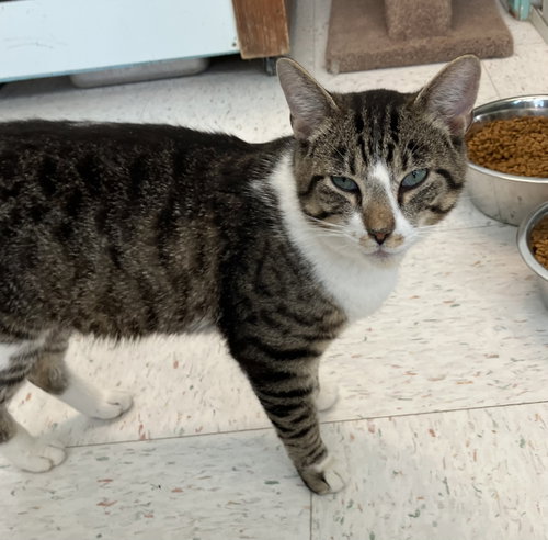 ALFONSO - Domestic Short Hair / Tabby available for adoption