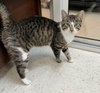 Alfonso - Photo 4