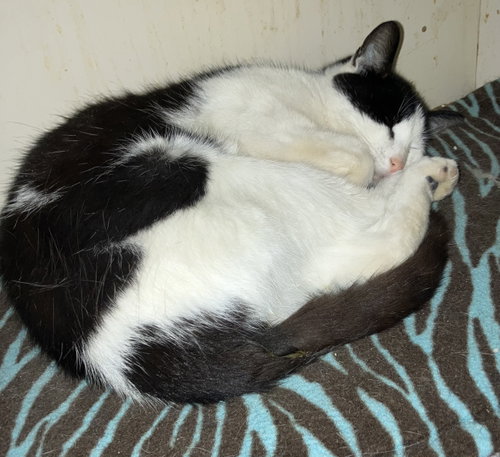 AGUA - Domestic Short Hair available for adoption