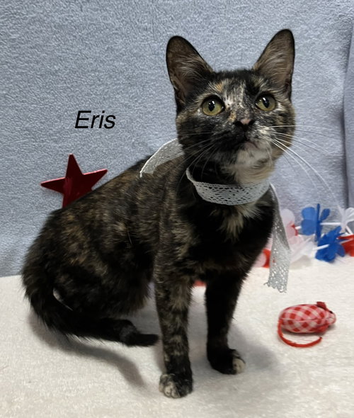 ERIS - Tortoiseshell / Domestic Short Hair available for adoption