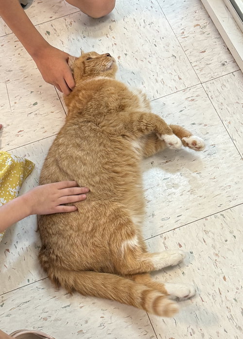 OTTO - Domestic Short Hair available for adoption