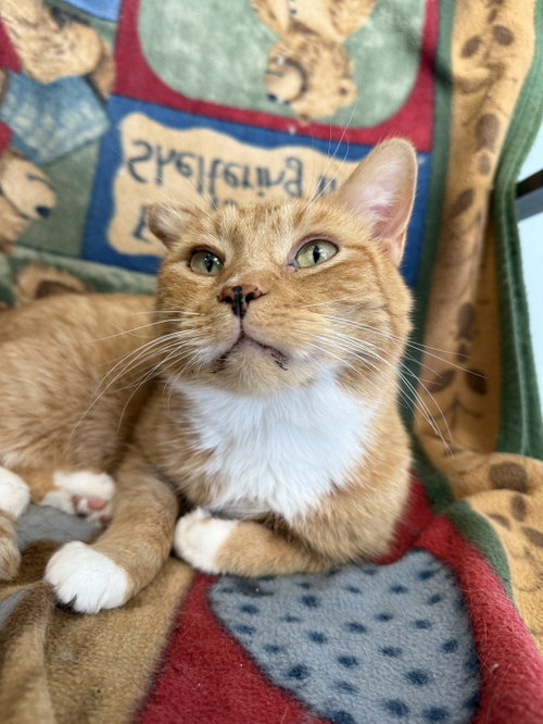 Otto, Senior Domestic Short Hair / Mixed (short coat), cat for adoption in Newark, Ohio