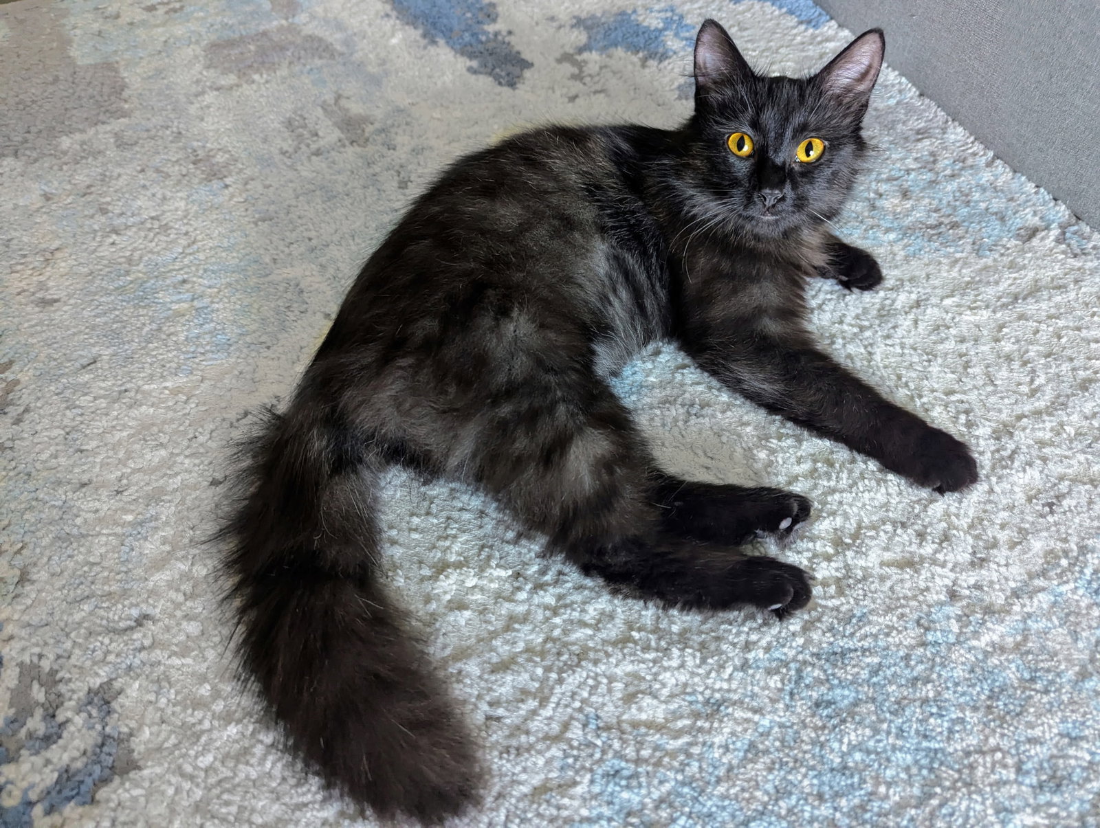 Milly Image