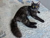 Milly - Photo 1