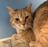 Cheddar Bob - Photo 1