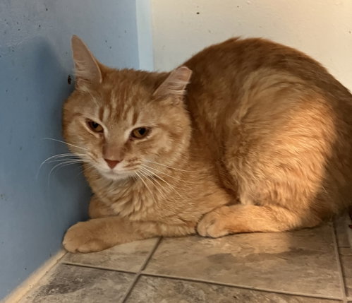 CHEDDAR BOB - Tabby / Domestic Short Hair available for adoption