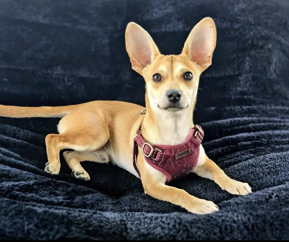 Peanut image 1