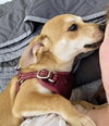Peanut - Photo 2
