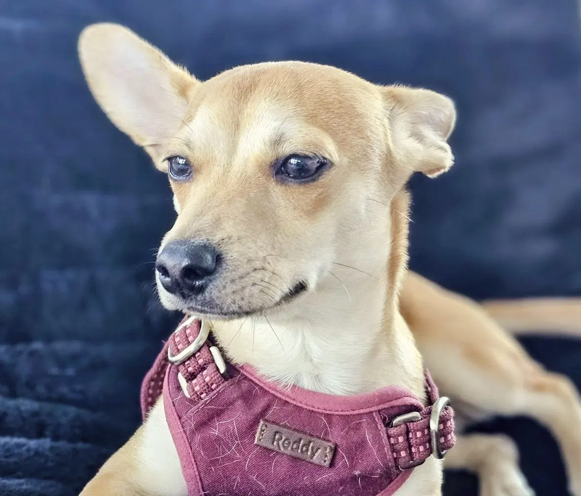 Peanut image 4
