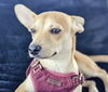 Peanut - Photo 4