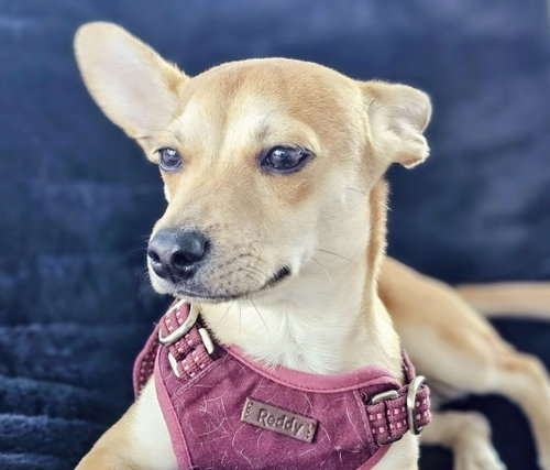Peanut photo 4