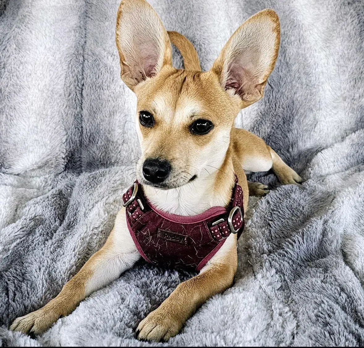 Peanut image 3