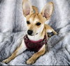 Peanut - Photo 5