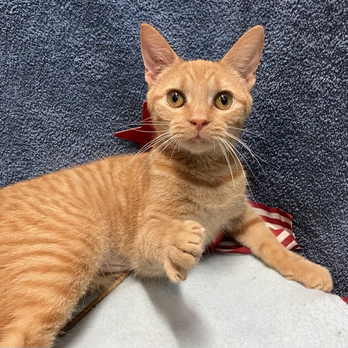 NEMO - Domestic Short Hair / Tabby available for adoption
