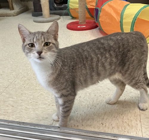 JAZZ - Tabby / Domestic Short Hair available for adoption