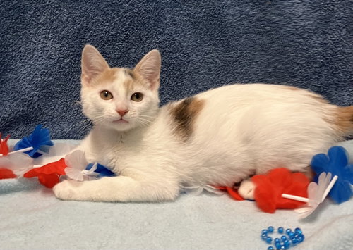 TULIP - Dilute Calico / Domestic Short Hair available for adoption
