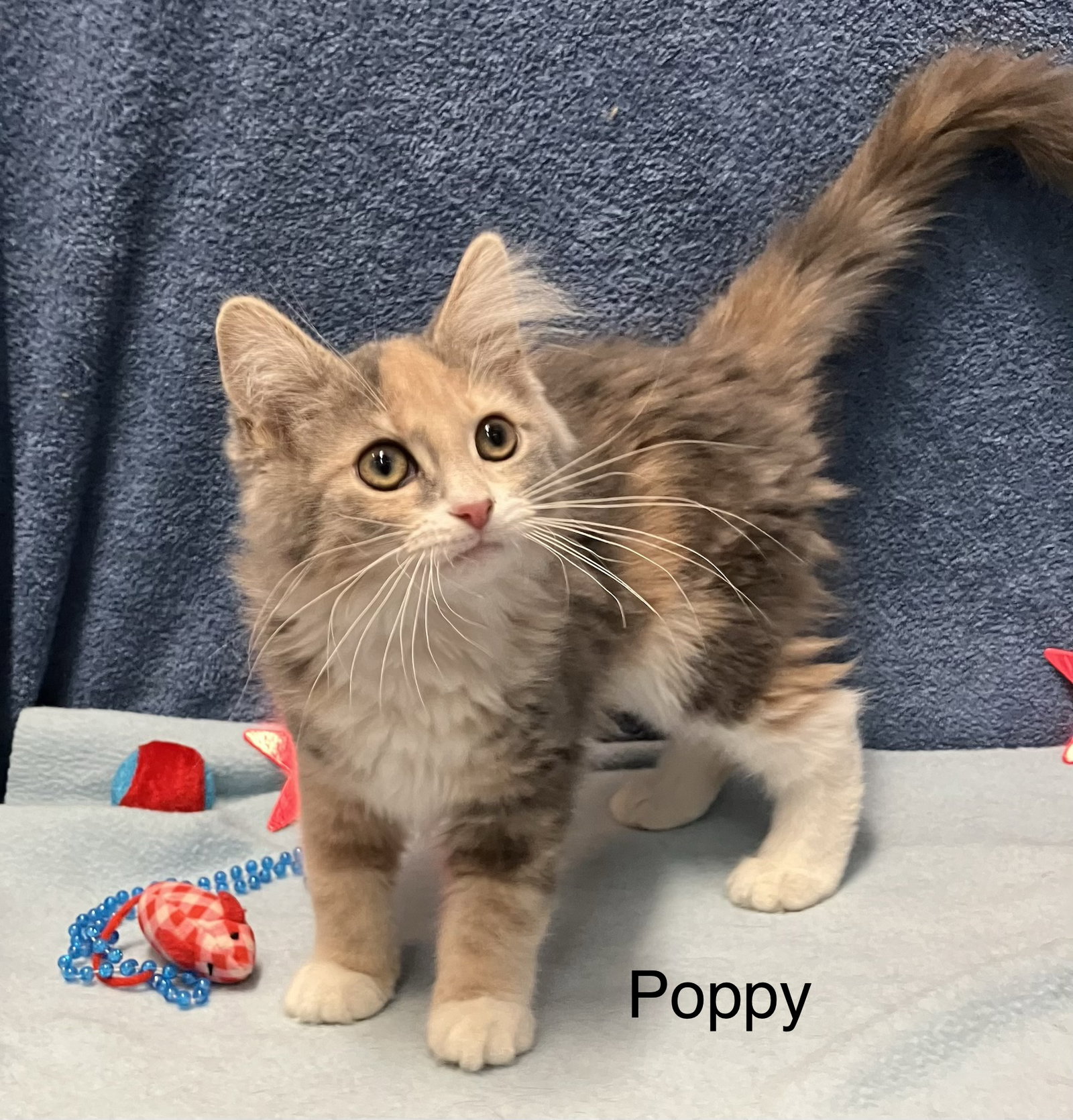Poppy Image