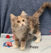 Poppy - Photo 1