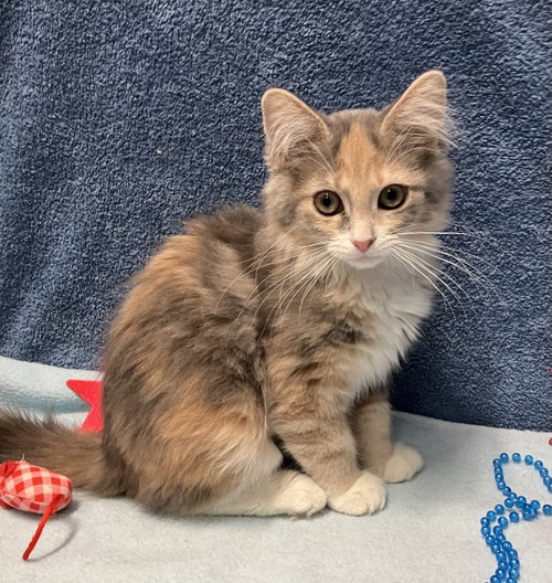 POPPY - Calico / Domestic Short Hair available for adoption