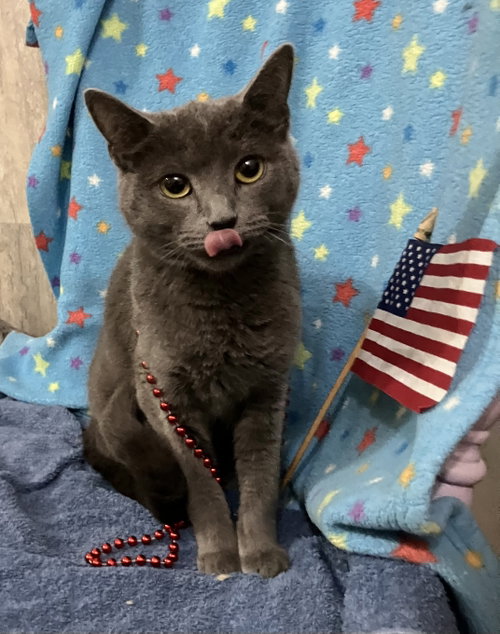 Squeaky, Adult Domestic Short Hair / Mixed (short coat), cat for adoption in Lancaster, Ohio