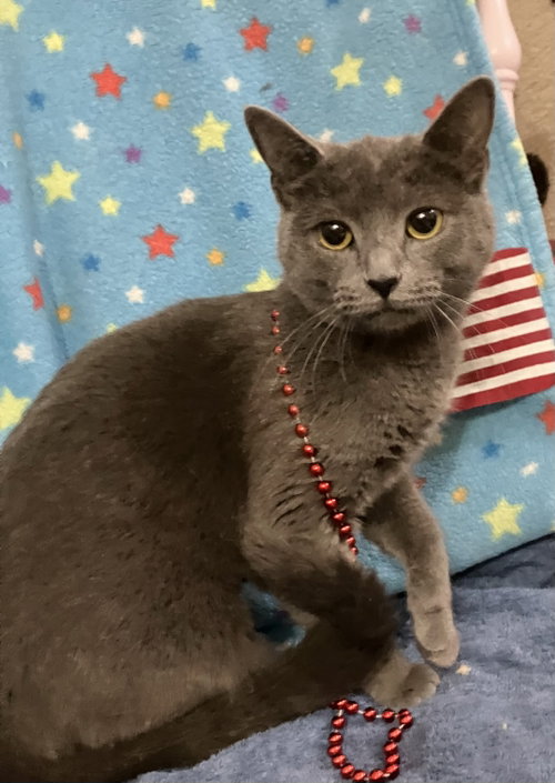 SQUEAKY - Domestic Short Hair available for adoption