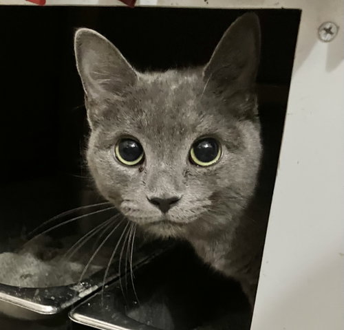 Bubbles, Adult Domestic Short Hair / Mixed (short coat), cat for adoption in Lancaster, Ohio