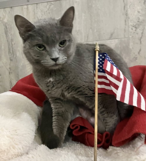 BUBBLES - Domestic Short Hair available for adoption