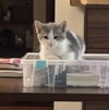 Mousey - Photo 6