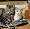 Mousey - Photo 7