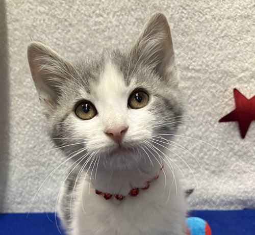 MOUSEY - Domestic Short Hair available for adoption