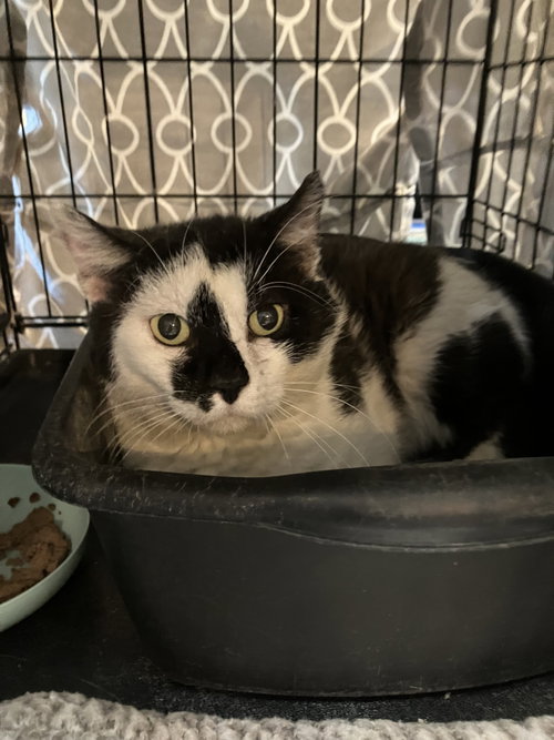Lenobia, an adoptable Domestic Short Hair in Dublin, OH